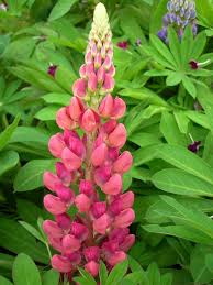Pink Lupine Flower Seeds