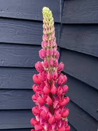Pink Lupine Flower Seeds for - Heirloom Non GMO Premium Garden Seeds for Planting, High Germination Outdoor Plants