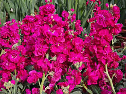 Pink Matthiola Flower Seeds for - Heirloom Non GMO Premium Garden Seeds for Planting, High Germination Outdoor Plants