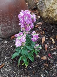 Pink Light Matthiola Incana Flower Seeds for Planting Heirloom Non-GMO High - Heirloom Non GMO Premium Garden Seeds for