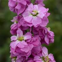 Pink Light Matthiola Incana Flower Seeds
