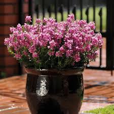 Pink Nemesia Flower Seeds
