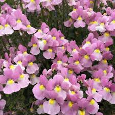 Pink Nemesia Flower Seeds for - Heirloom Non GMO Premium Garden Seeds for Planting, High Germination Outdoor Plants
