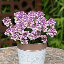 Pink White Nemesia Flower Seeds