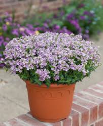Pink White Nemesia Flower Seeds - Heirloom Non-GMO High Germination Flower Seeds for Planting