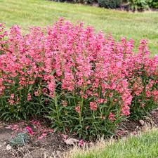 Pink Penstemon Flower Seeds for - Heirloom Non GMO Premium Garden Seeds for Planting, High Germination Outdoor Plants