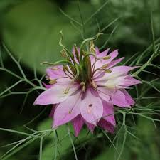 Pink Nigella Flower Seeds - Heirloom Non GMO High Germination Flower Seeds for Home Garden Planting