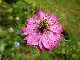 Pink Nigella Flower Seeds Rare - Heirloom Non GMO Premium Garden Seeds for Planting, High Germination Outdoor Plants