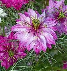 Pink Nigella Flower Seeds