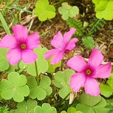 Pink Oxalis Flower Seeds