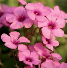 Pink Oxalis Flower Seeds