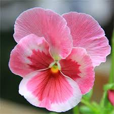 Pink Pansy Flower Seeds