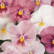 Pink Pansy Flower Seeds for - Heirloom Non GMO Premium Garden Seeds for Planting, High Germination Outdoor Plants