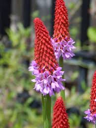 Pink Orchid Primrose Flower Seeds for Planting Heirloom Non-GMO High Germination Organic Garden Seeds