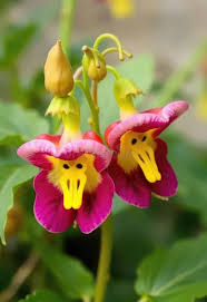 Pink Monkey Face Orchid Flower Seeds - Heirloom Non GMO High Germination Organic Garden Flower Seeds