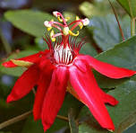 Red Passiflora Flower Seeds