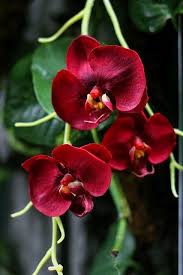 Red Phalaenopsis Flower Seeds