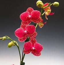 Red Phalaenopsis Orchids Flower Seeds for Planting Heirloom - Heirloom Non GMO High Germination Organic Flower Seeds
