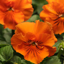 Orange Pansy Flower Seeds for - Heirloom Non GMO Premium Garden Seeds for Planting, High Germination Outdoor Plants