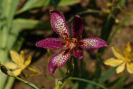 Orange Pardancanda Flower Seeds for - Heirloom Non GMO Premium Garden Seeds for Planting, High Germination Outdoor Plant