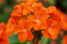 Orange Pelargonium Flower Seeds