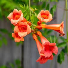 Orange Pyrostegia Flower Seeds