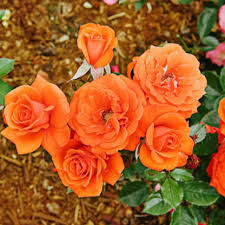 Orange Giant Rose Flower Seeds for Planting Heirloom Non-GMO High Germination Colorful Blooms - Heirloom Non GMO High