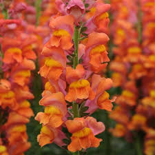 Orange Snapdragon Flower Seeds
