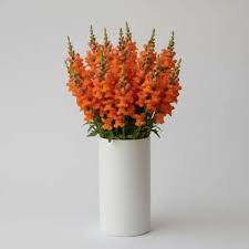 Orange Snapdragon Flower Seeds Heirloom - Heirloom Non GMO Premium Garden Seeds for Planting, High Germination Outdoor P