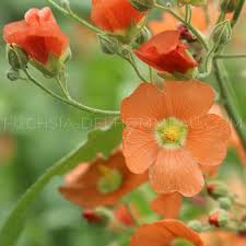 Orange Sphaeralcea Flower Seeds