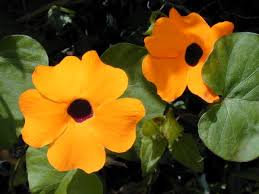 Orange Thunbergia Flower Seeds Seeds - Heirloom Non GMO Premium Garden Seeds for Planting, High Germination Outdoor Plan