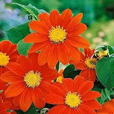 Orange Tithonia Flower Seeds Seeds - Heirloom Non GMO Premium Garden Seeds for Planting, High Germination Outdoor Plants