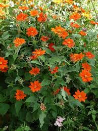 Orange Tithonia Rotundifolia Flower Seeds - Heirloom Non GMO Premium Garden Seeds for Planting, High Germination Outdoor