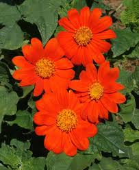 Orange Tithonia Rotundifolia Flower Seeds - Heirloom Non GMO Premium Garden Seeds for Planting, High Germination Outdoor