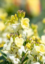 Pale Yellow Erysimum Cheiri Flower - Heirloom Non GMO Premium Garden Seeds for Planting, High Germination Outdoor Plants