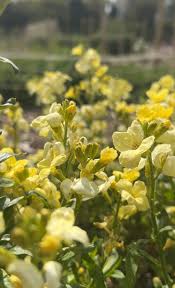 Pale Yellow Erysimum Cheiri Flower - Heirloom Non GMO Premium Garden Seeds for Planting, High Germination Outdoor Plants