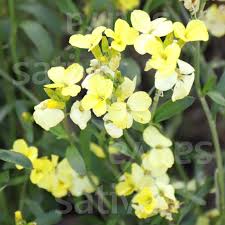 Pale Yellow Erysimum Cheiri Flower - Heirloom Non GMO Premium Garden Seeds for Planting, High Germination Outdoor Plants