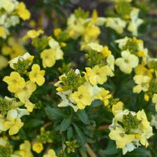 Pale Yellow Erysimum Cheiri Flower Seeds
