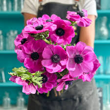 Pink Anemone Flower Seeds for - Heirloom Non GMO Premium Garden Seeds for Planting, High Germination Outdoor Plants