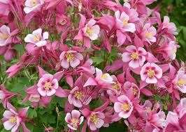 Pink White Aquilegia Flower Seeds