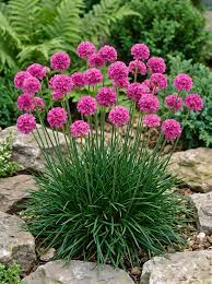 Pink Light Armeria Flower Seeds for Planting Heirloom Non-GMO High Germination - Heirloom Non GMO Premium Garden Seeds f