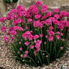 Pink Light Armeria Flower Seeds for Planting Heirloom Non-GMO High Germination - Heirloom Non GMO Premium Garden Seeds f
