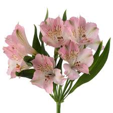 Pale Pink Alstroemeria Flower Seeds