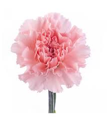 Pale Pink Carnation Flower Seeds - Heirloom Non GMO Premium Garden Seeds for Planting, High Germination Outdoor Plants