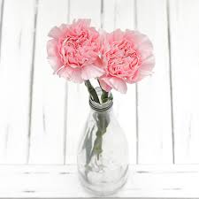 Pale Pink Carnation Flower Seeds - Heirloom Non GMO Premium Garden Seeds for Planting, High Germination Outdoor Plants