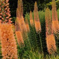 Orange Eremurus Flower Seeds - Heirloom Non GMO High Germination Premium Flower Seeds for Home Garden