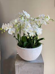 Phalaenopsis Flower Seeds