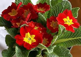 Red Primrose Flower Seeds