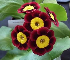 Red Primula Auricula Flower Seeds 
