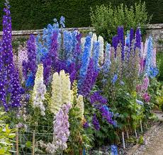 Mixed Delphinium Flower Seeds – Heirloom Non-GMO High Germination Seeds - Heirloom Non GMO High Germination Organic